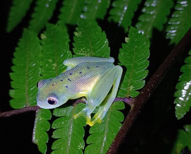 frog-night-tour-la-fortuna-12