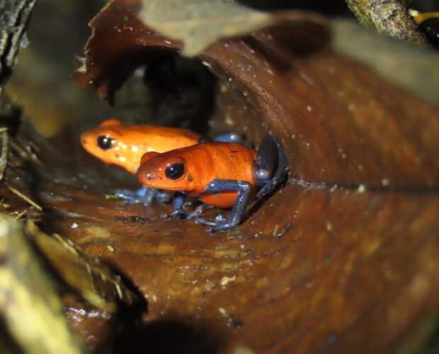 night-tour-la-fortuna-costa-rica-10
