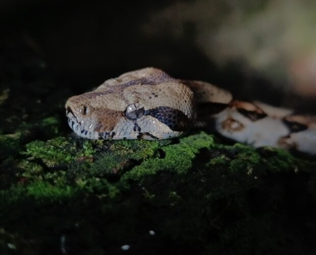 night-tour-la-fortuna-costa-rica-16