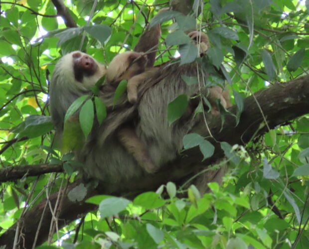 sloth-tour-costa-rica-1