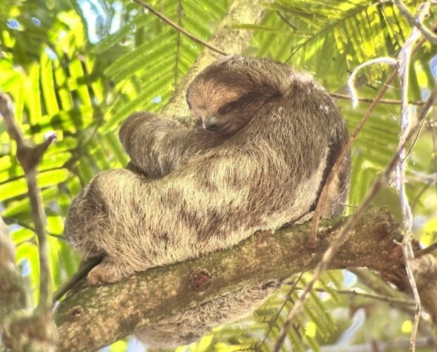 sloth-tour-costa-rica-10