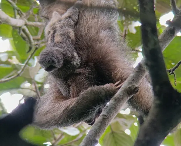 sloth-tour-costa-rica-101