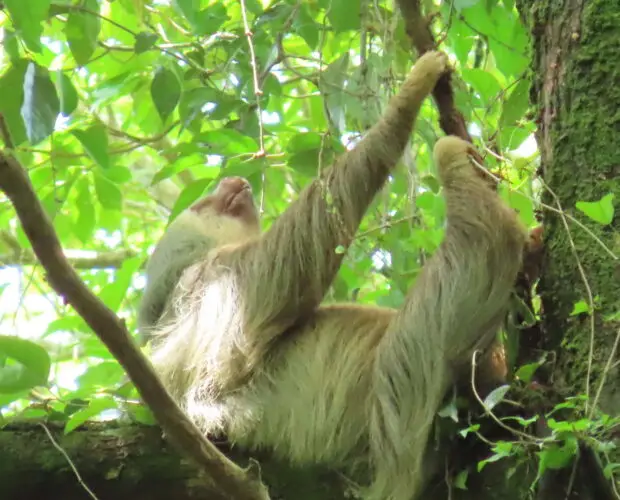 sloth-tour-costa-rica-5