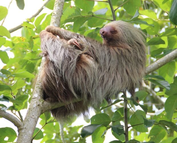 sloth-tour-la-fortuna-15