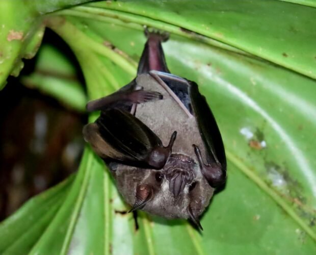 tour-caminata-nocturna-la-fortuna-1