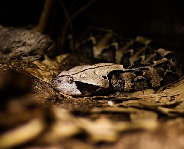 tour-caminata-nocturna-la-fortuna-4