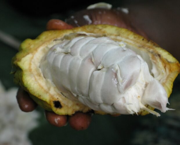 tour-coffee-chocolate-sugarcane-in-la-fortuna