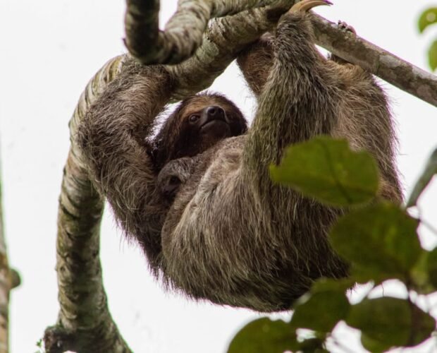 where-to-see-sloths-costa-rica
