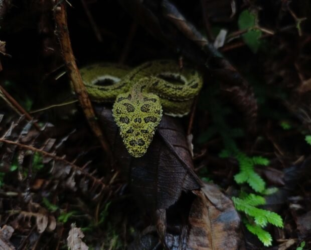 wildlife-night-tour-costa-rica-100